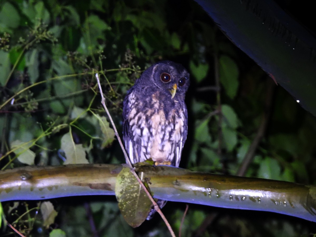 Mottled Owl - ML642742087