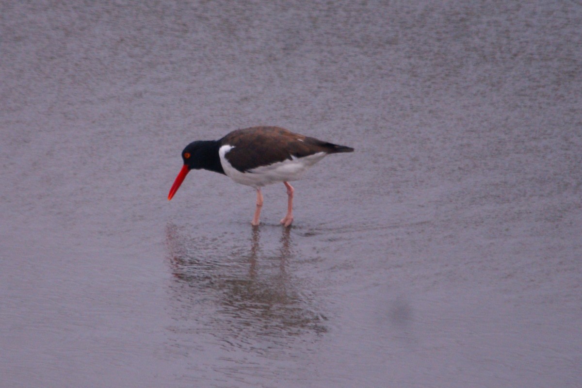 American Oystercatcher - ML642742091