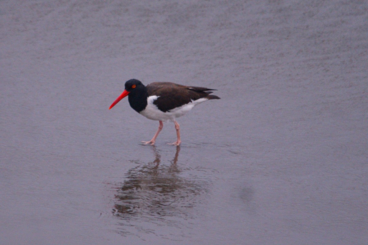 American Oystercatcher - ML642742092