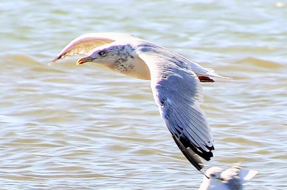American Herring Gull - ML642742094