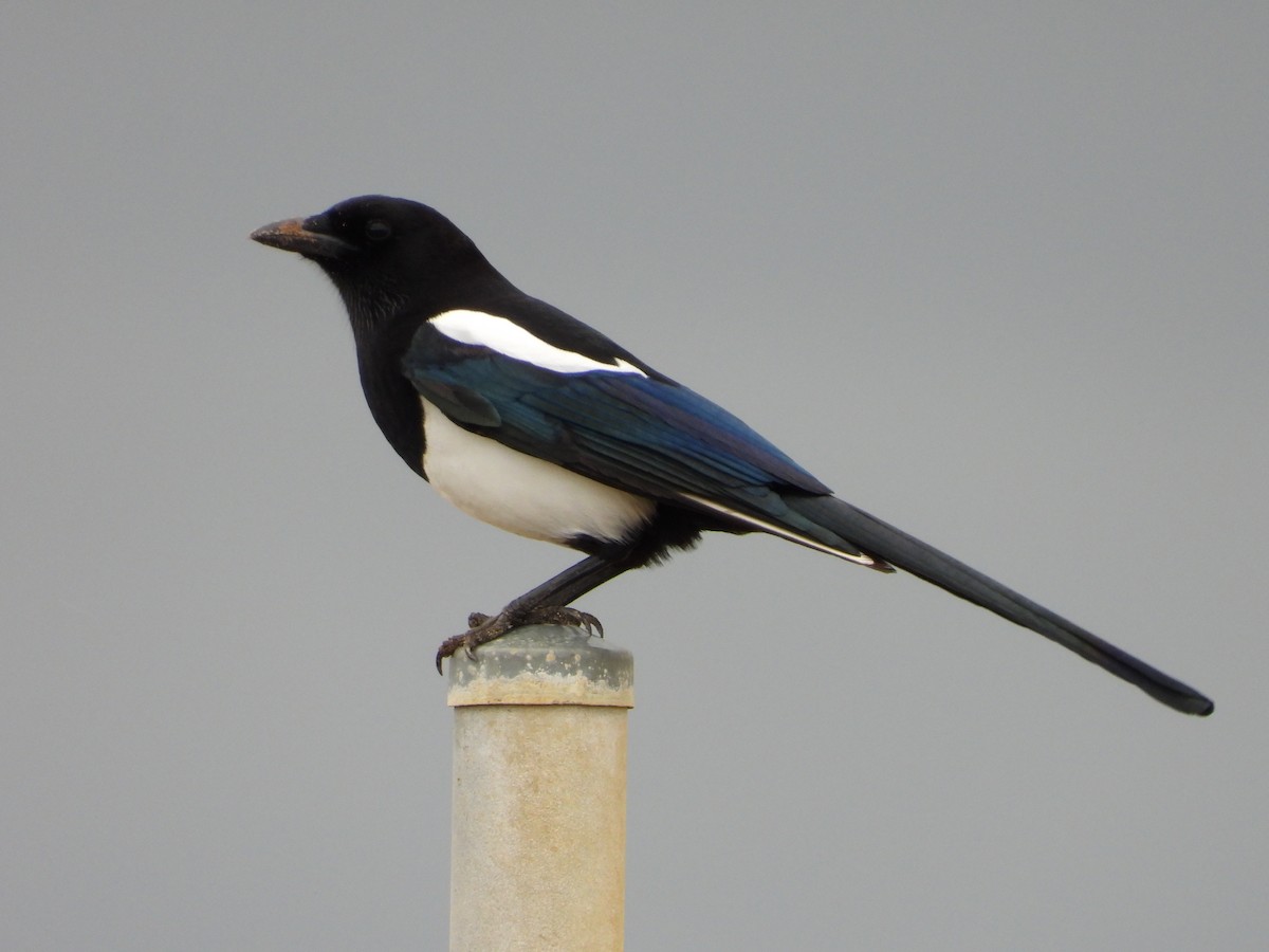 Oriental Magpie - ML642742106