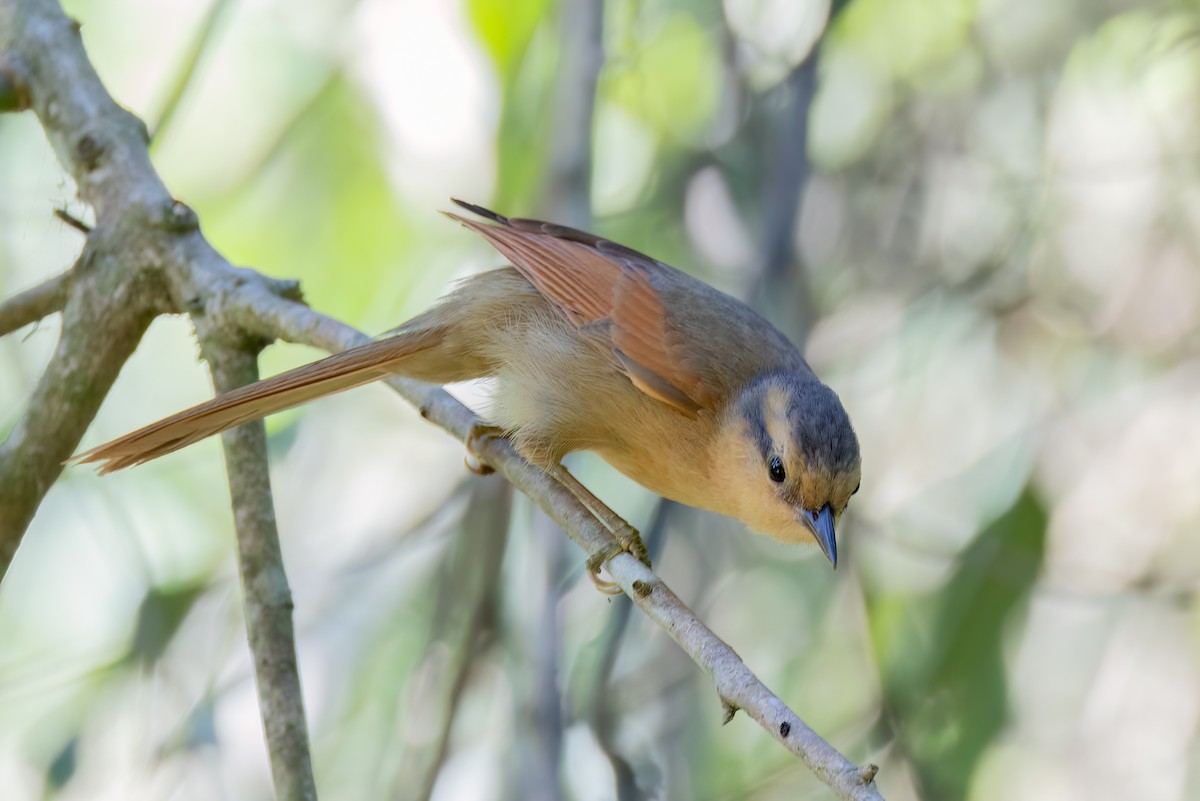 Buff-fronted Foliage-gleaner - ML642742115