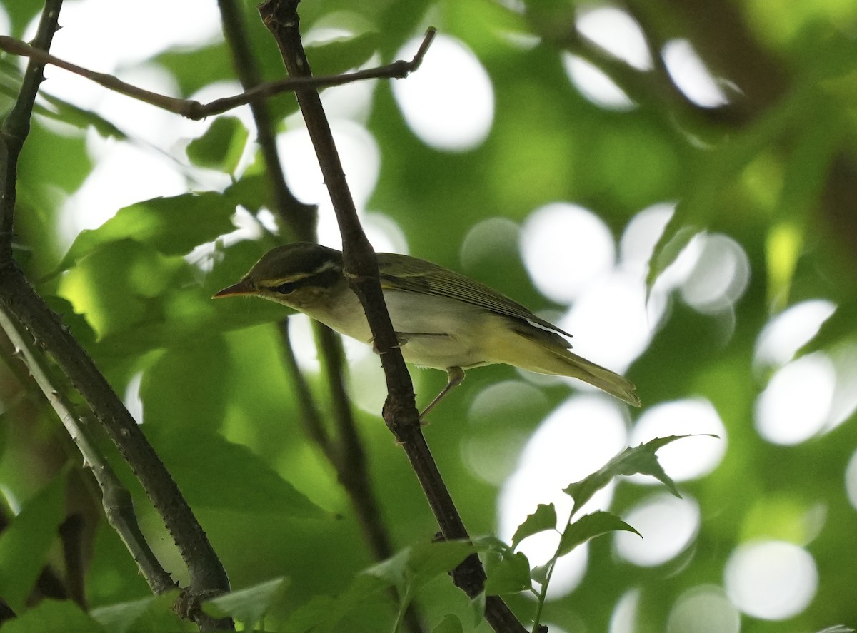 Eastern Crowned Warbler - ML642742163