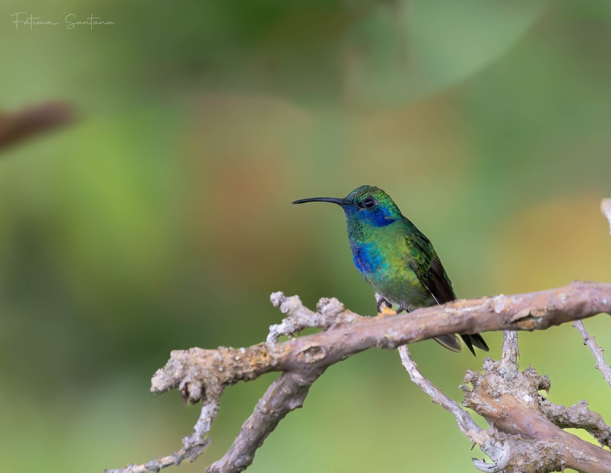 Mexican Violetear - ML642742164