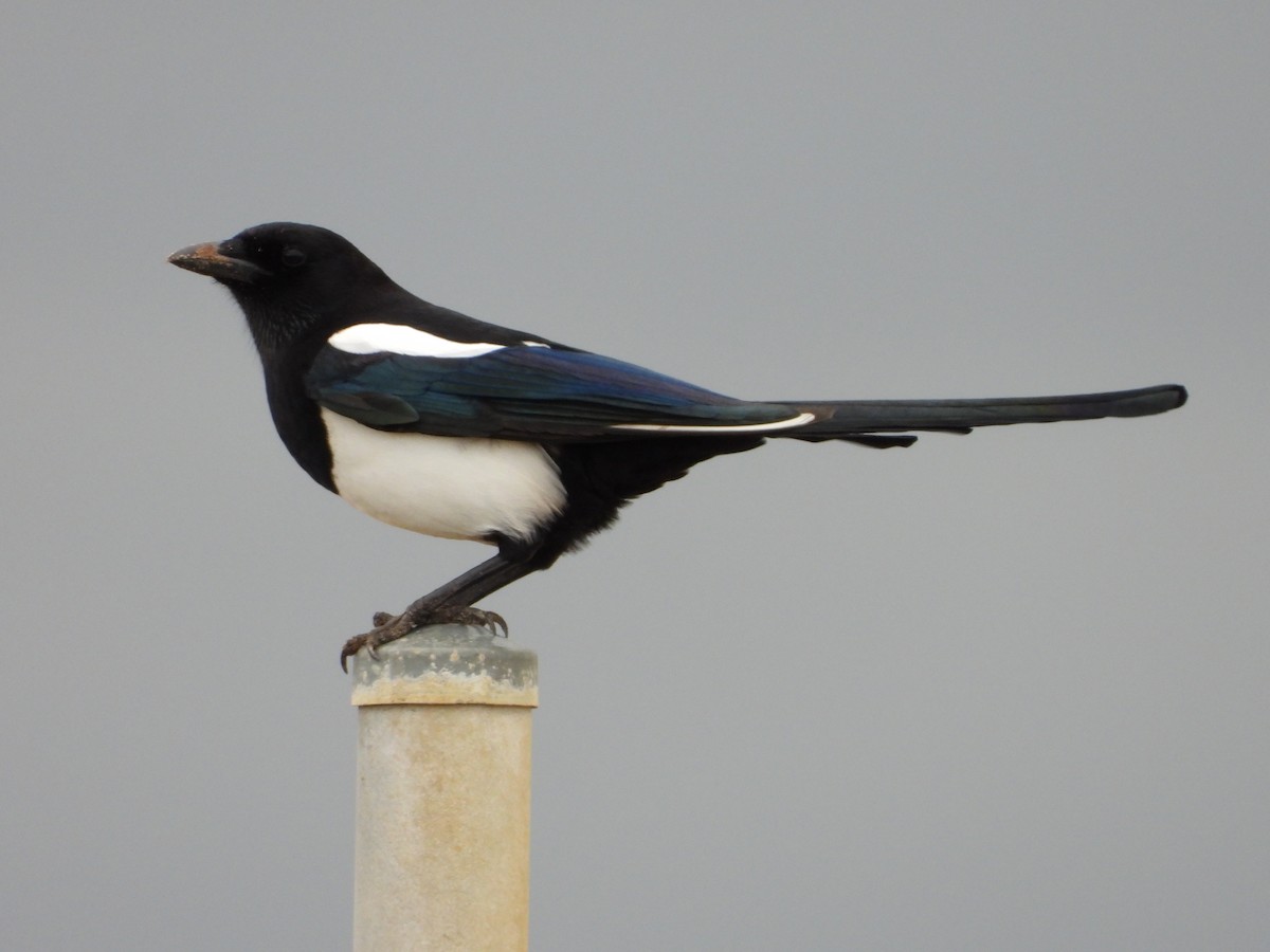 Oriental Magpie - ML642742169