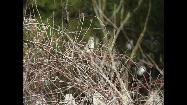 Ash-throated Flycatcher - ML642742185