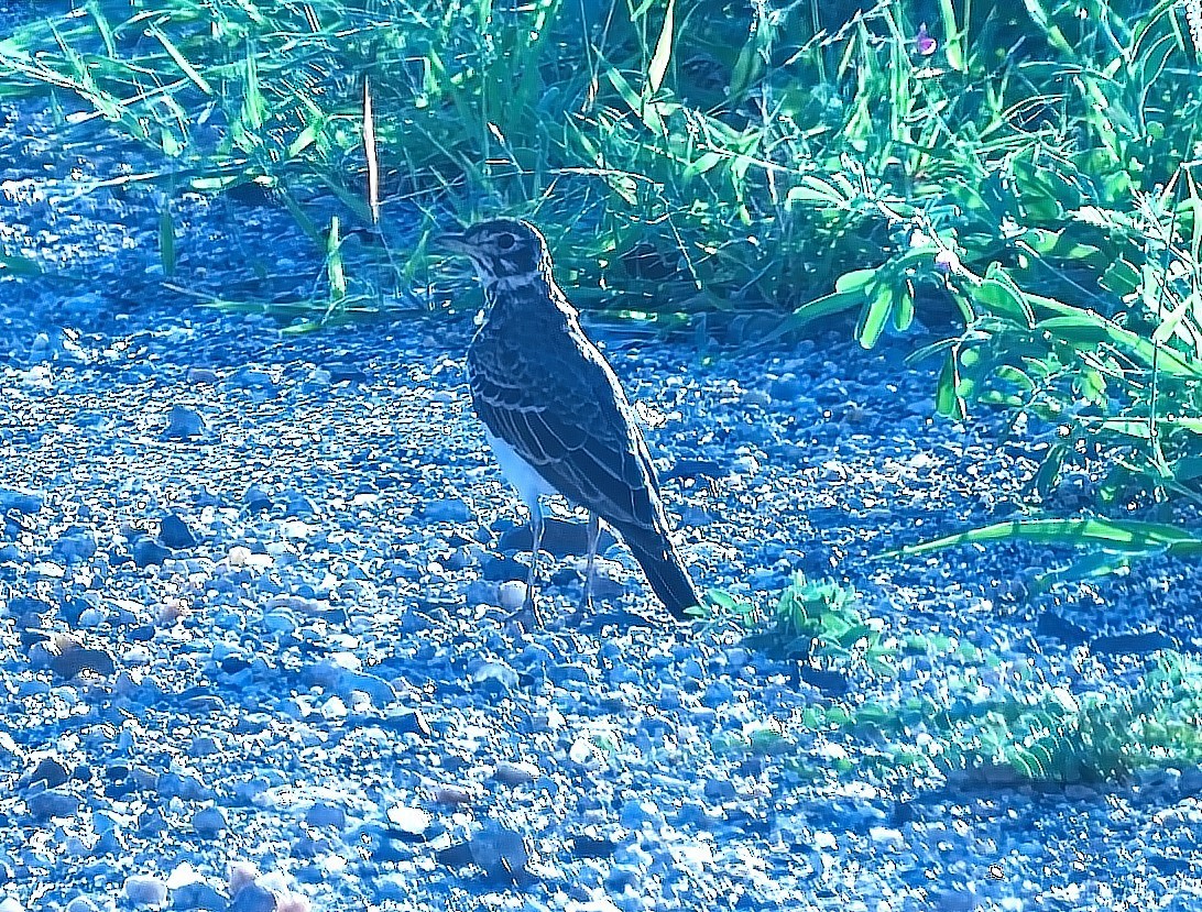 Dusky Lark - ML642742187