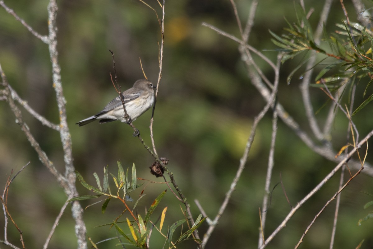 Yellow-rumped Warbler - ML642742198