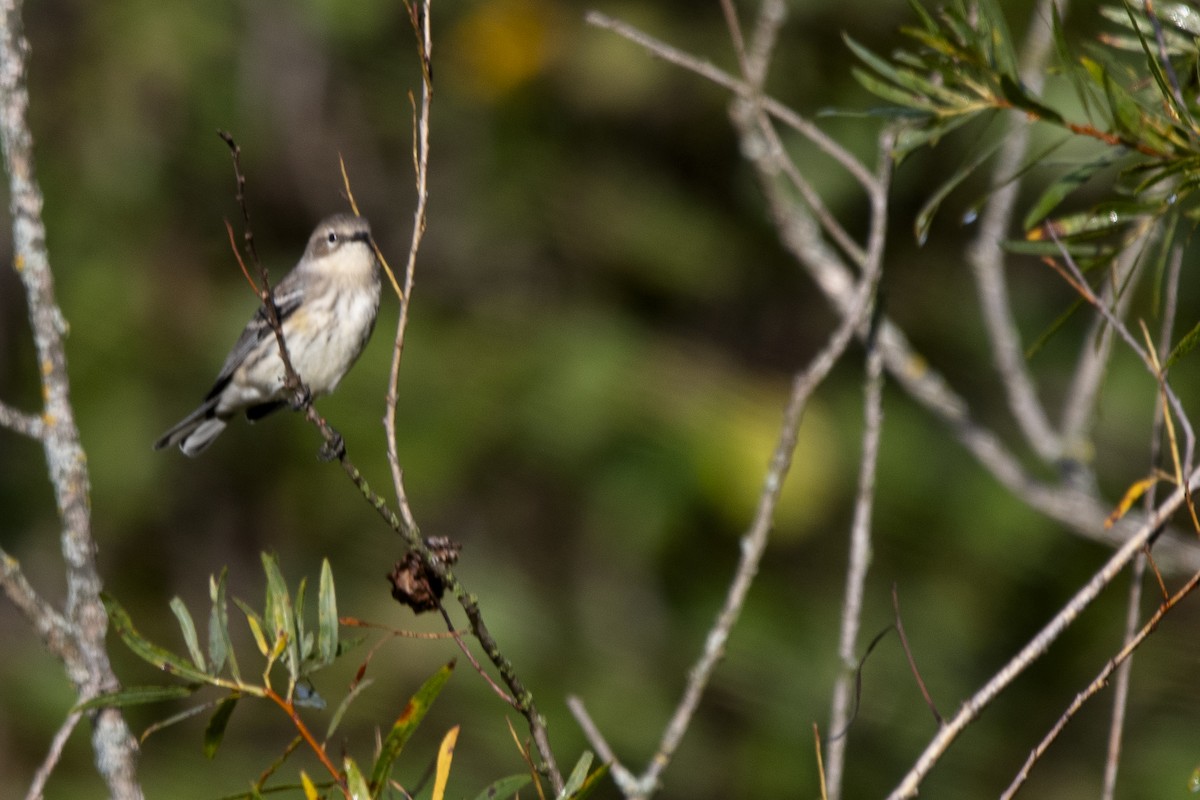 Yellow-rumped Warbler - ML642742200
