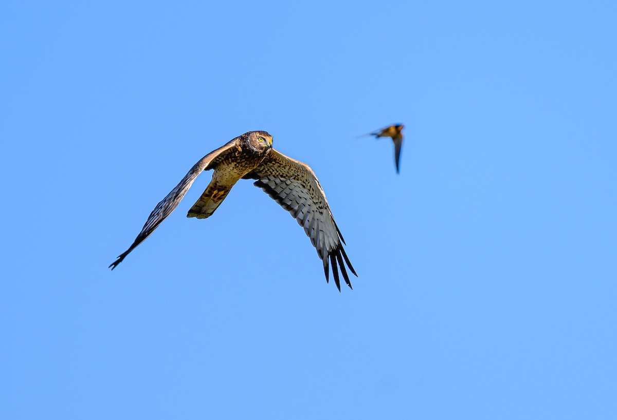 Northern Harrier - ML642742201