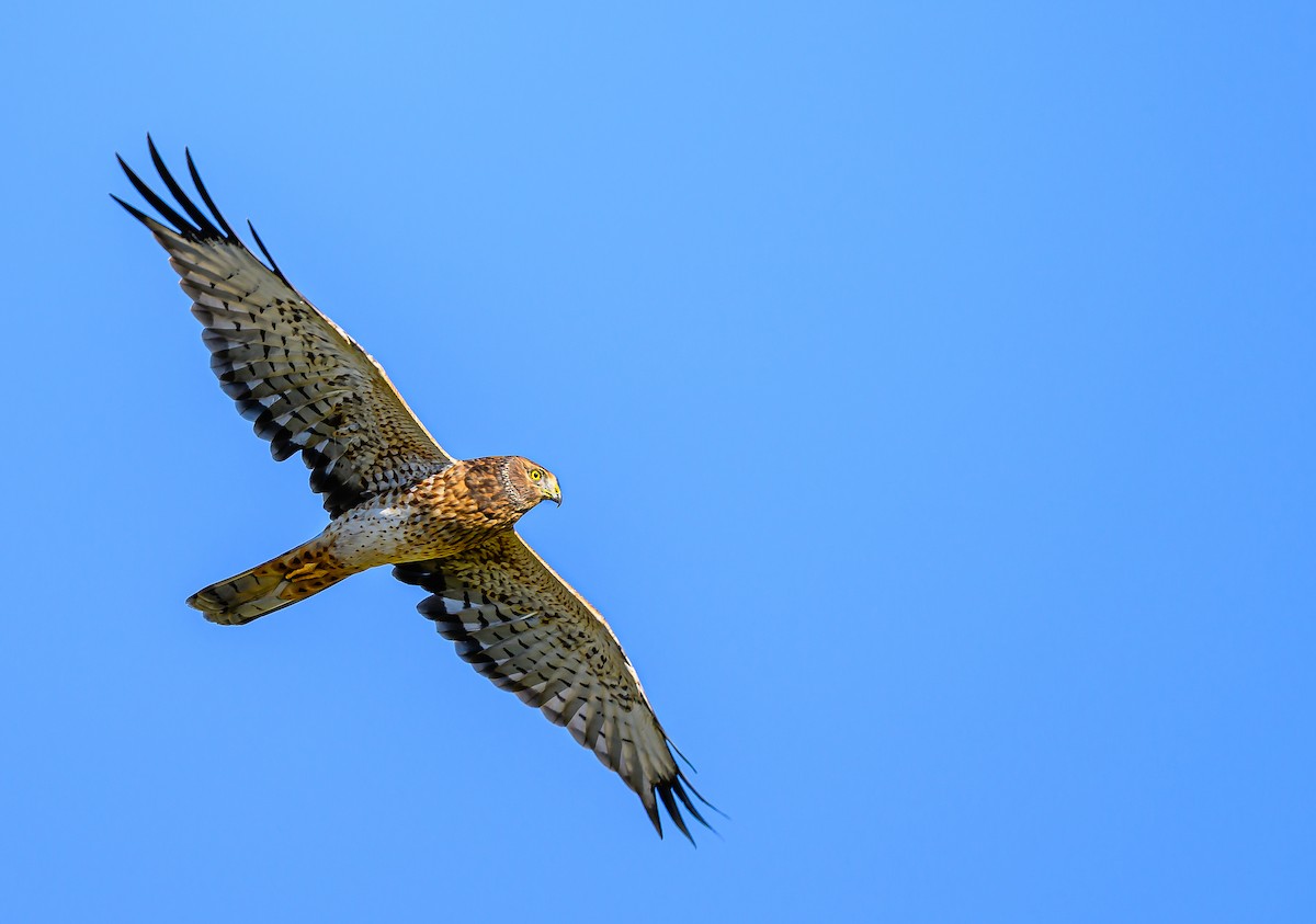 Northern Harrier - ML642742202