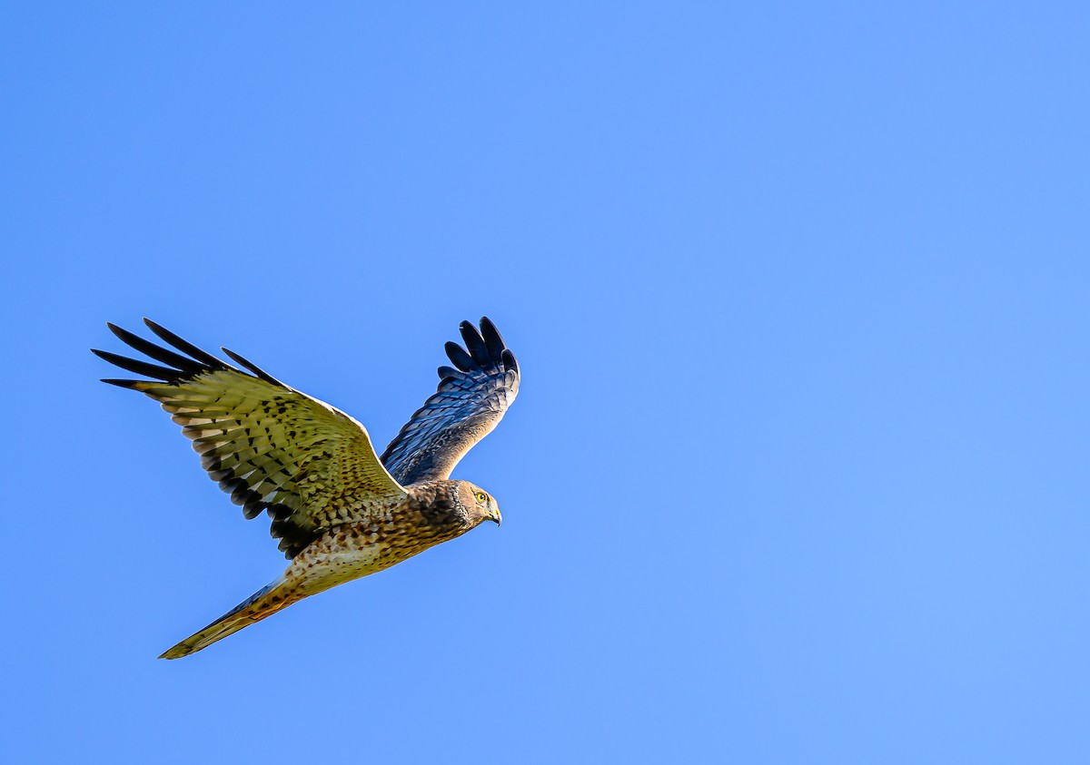 Northern Harrier - ML642742204