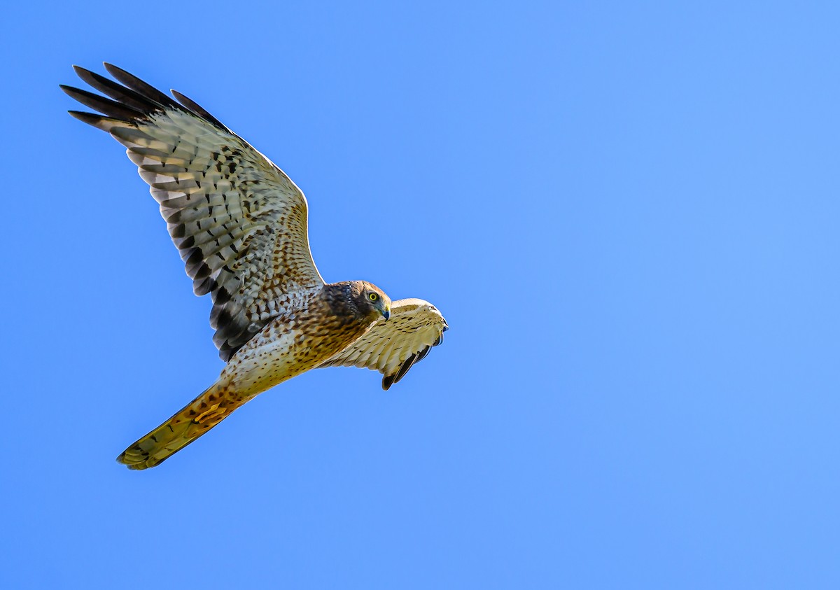 Northern Harrier - ML642742205