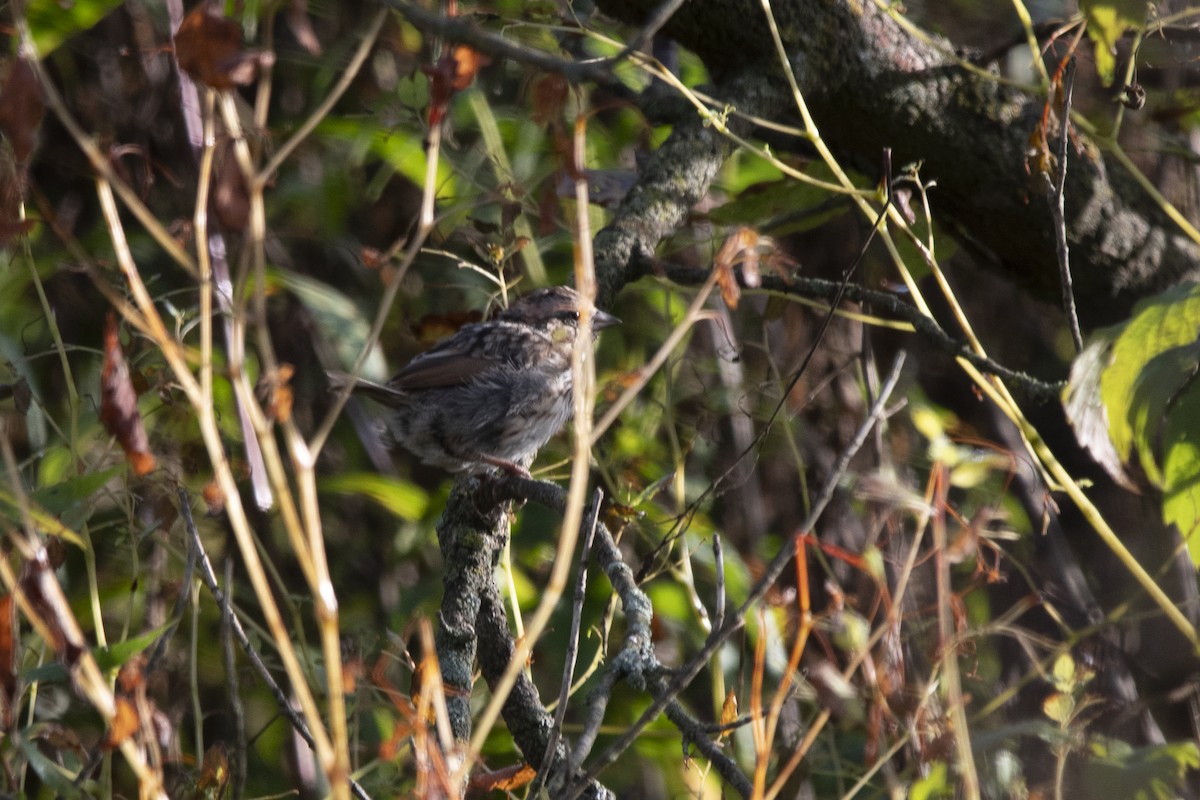 Song Sparrow - ML642742207