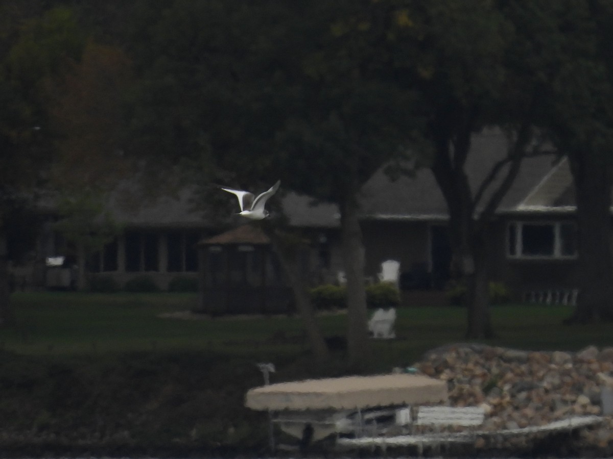 Sabine's Gull - ML642742208