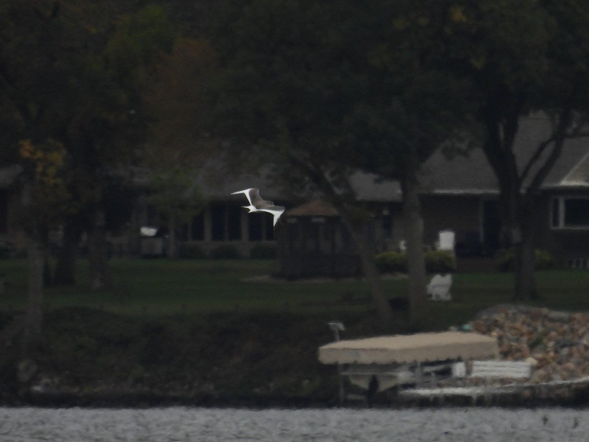 Sabine's Gull - ML642742209