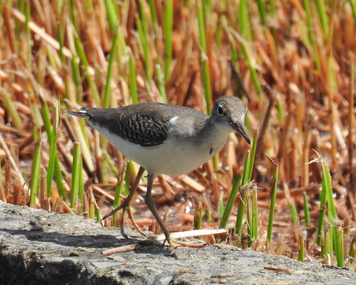 Spotted Sandpiper - ML642742214
