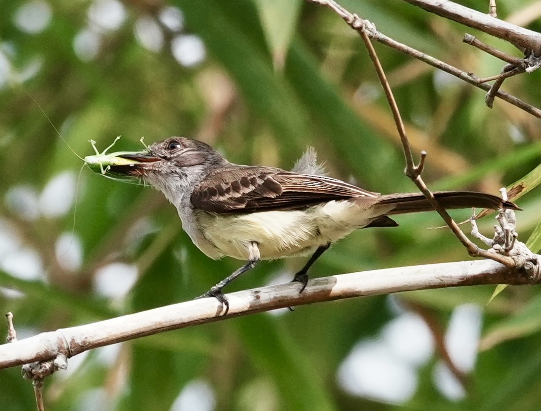 Short-crested Flycatcher - ML642742215