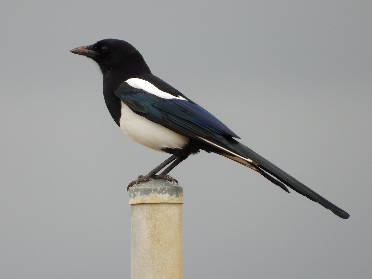 Oriental Magpie - ML642742218