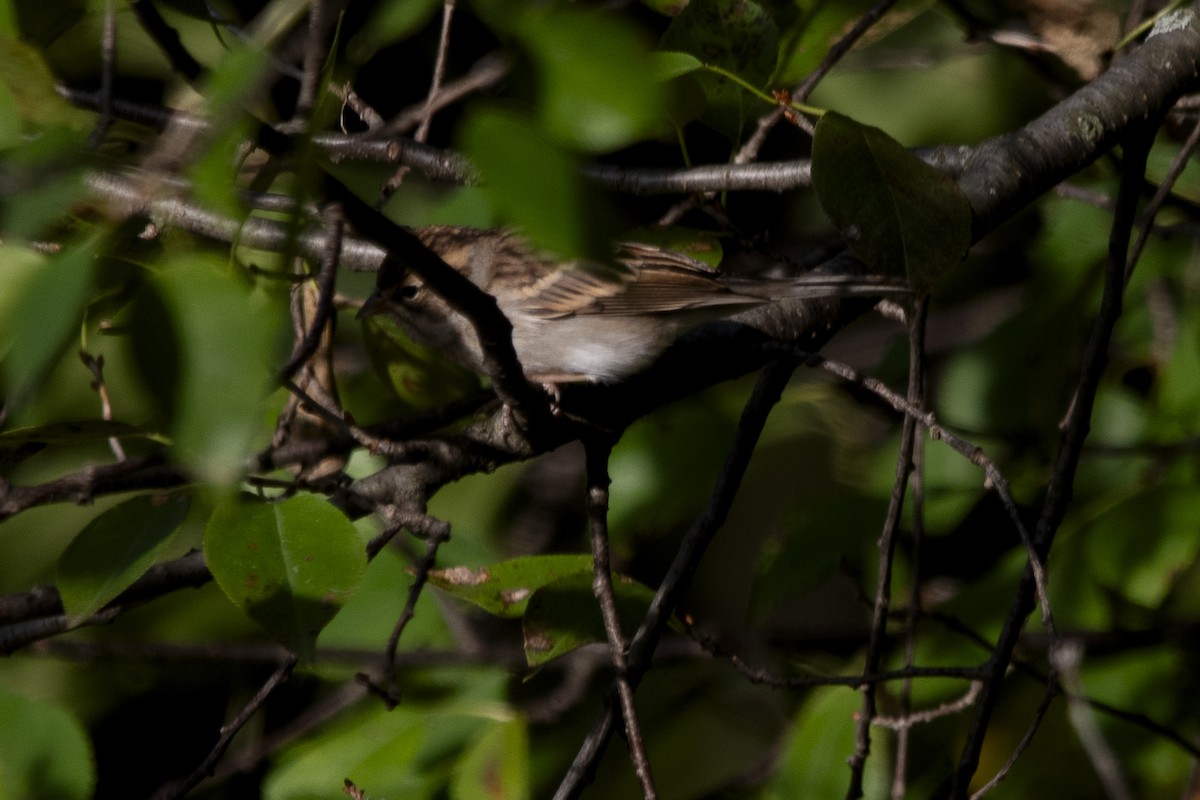 Chipping Sparrow - ML642742219