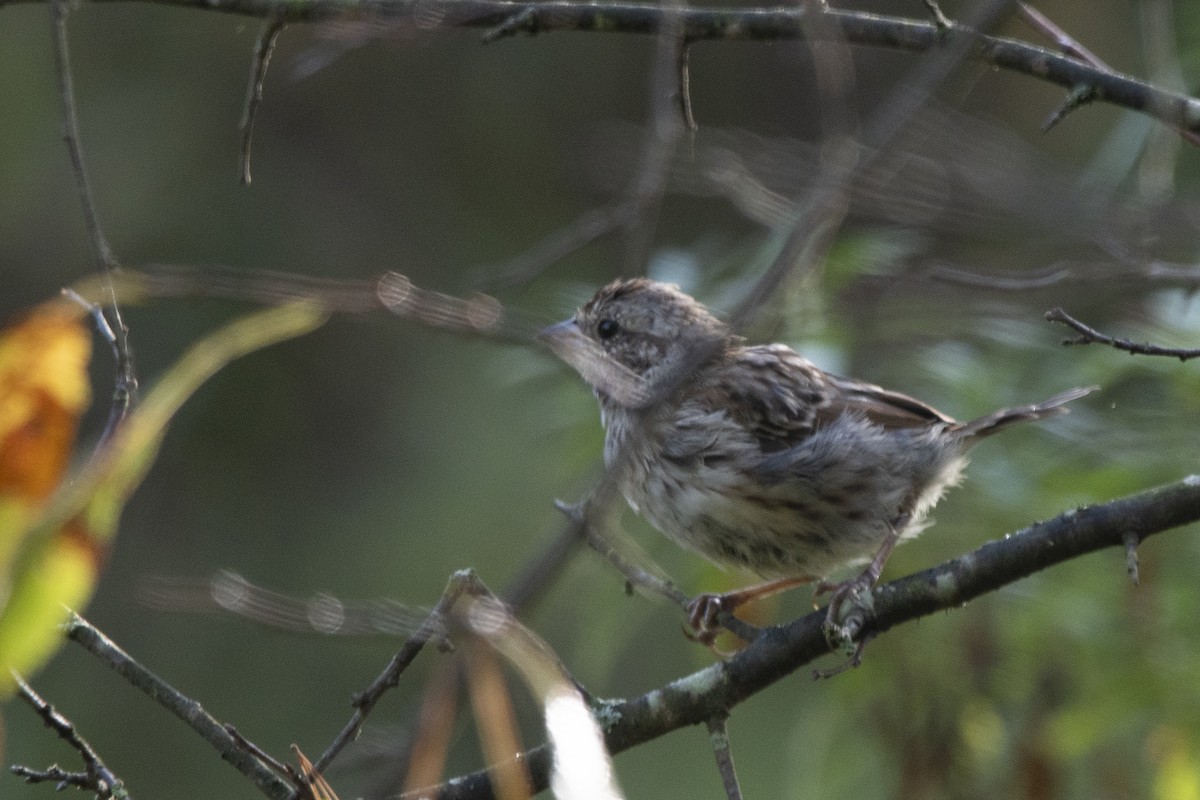 Song Sparrow - ML642742220