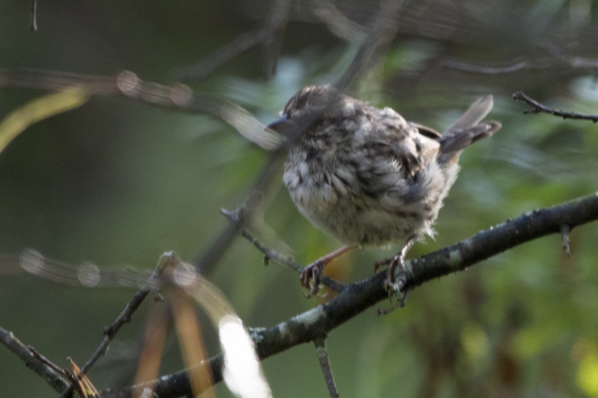 Song Sparrow - ML642742221