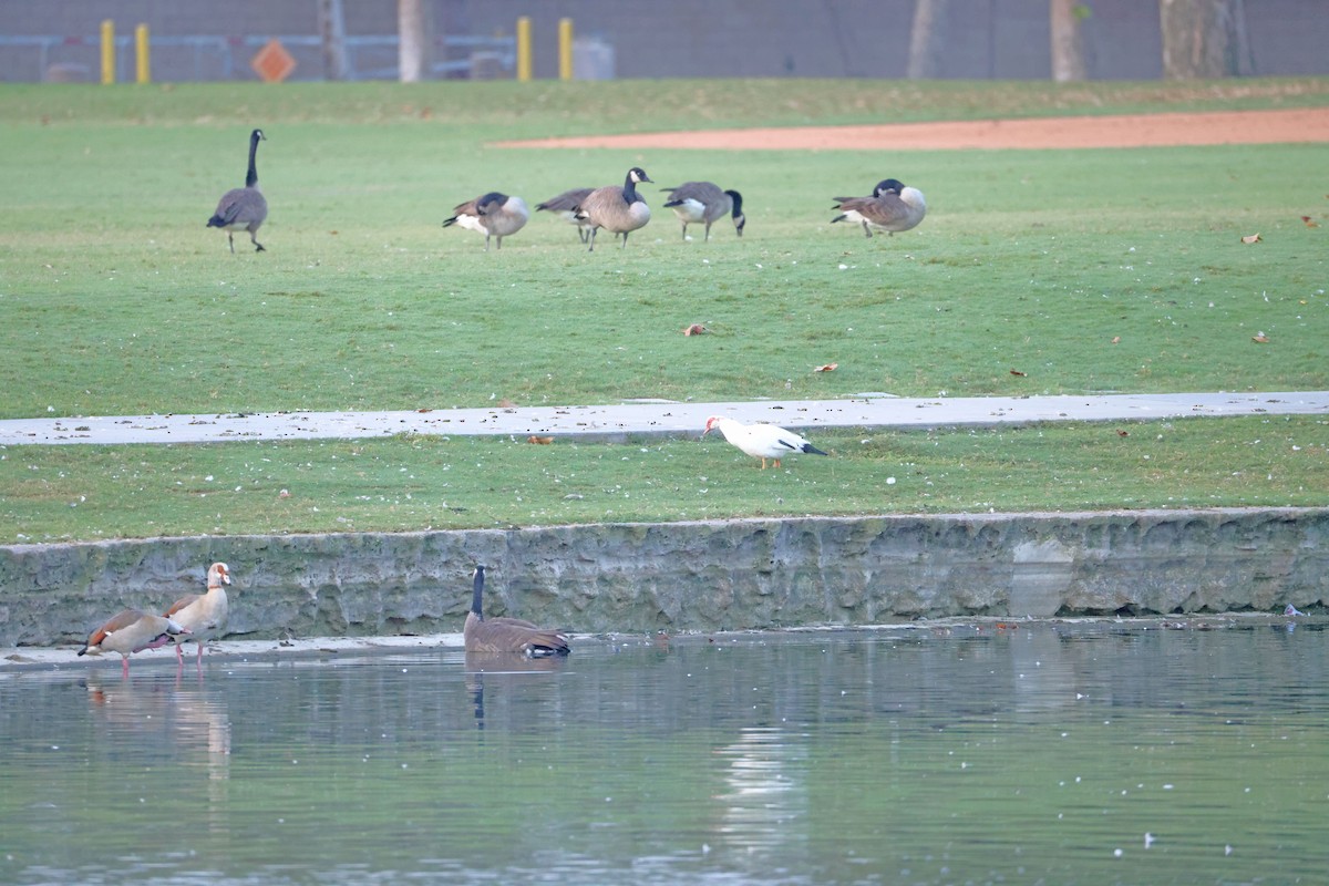 Muscovy Duck (Domestic type) - ML642742222