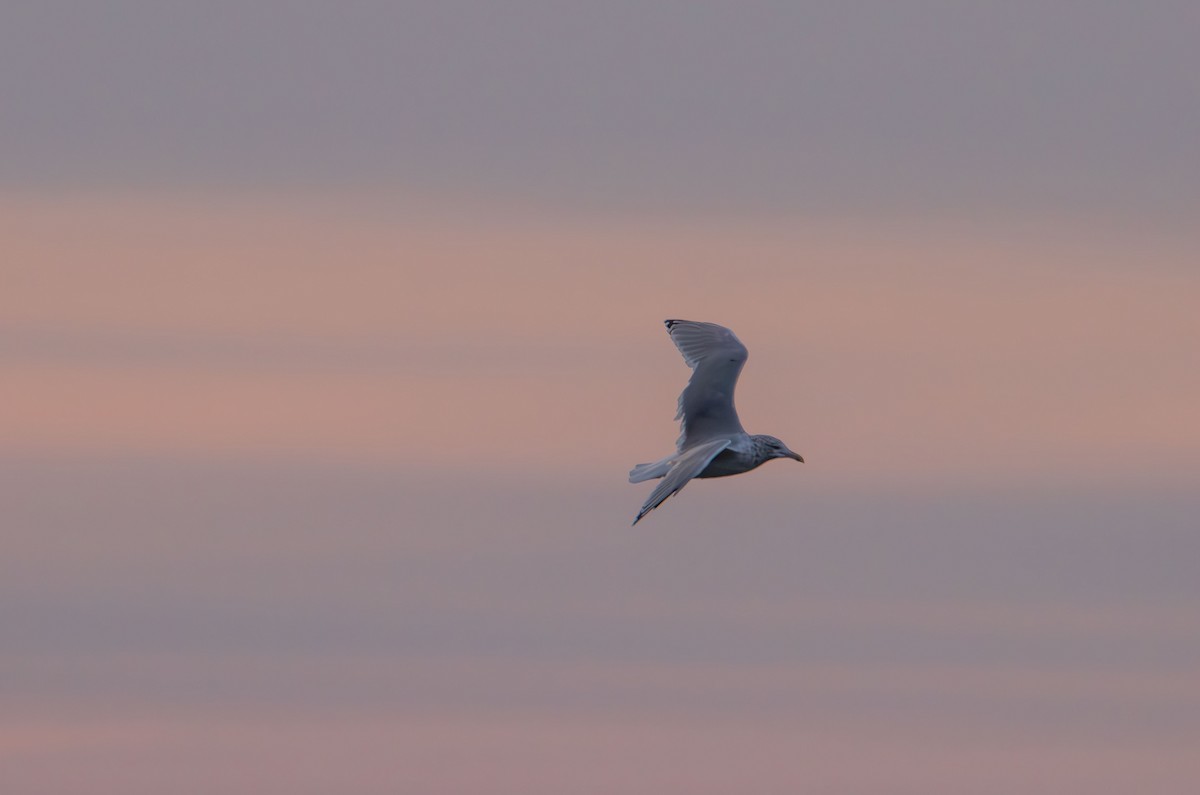 Laughing Gull - ML642742223