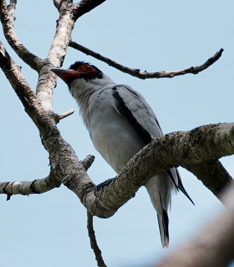 Masked Tityra - ML642742224