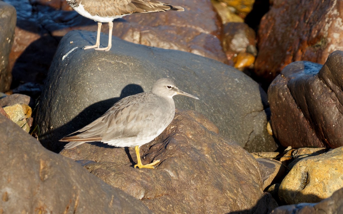 Wandering Tattler - ML642742233