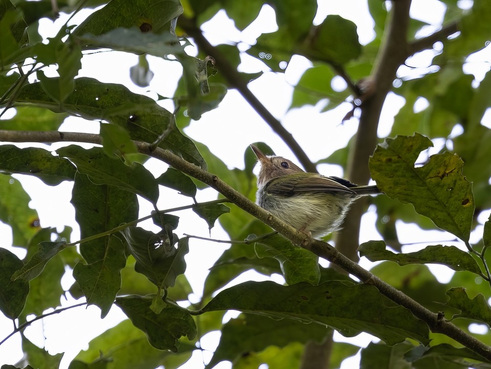 Fork-tailed Pygmy-Tyrant - ML642742236