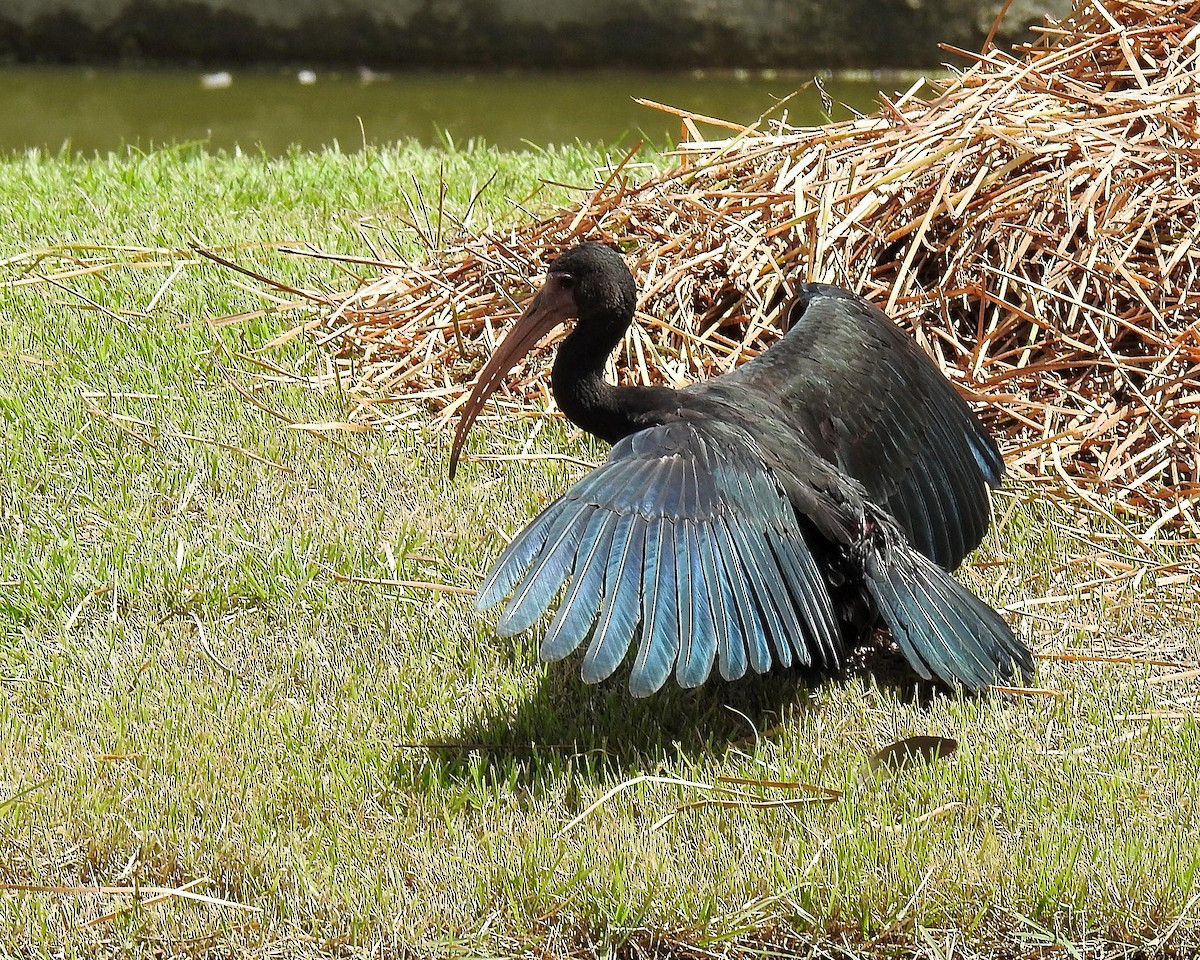 Bare-faced Ibis - ML642742237