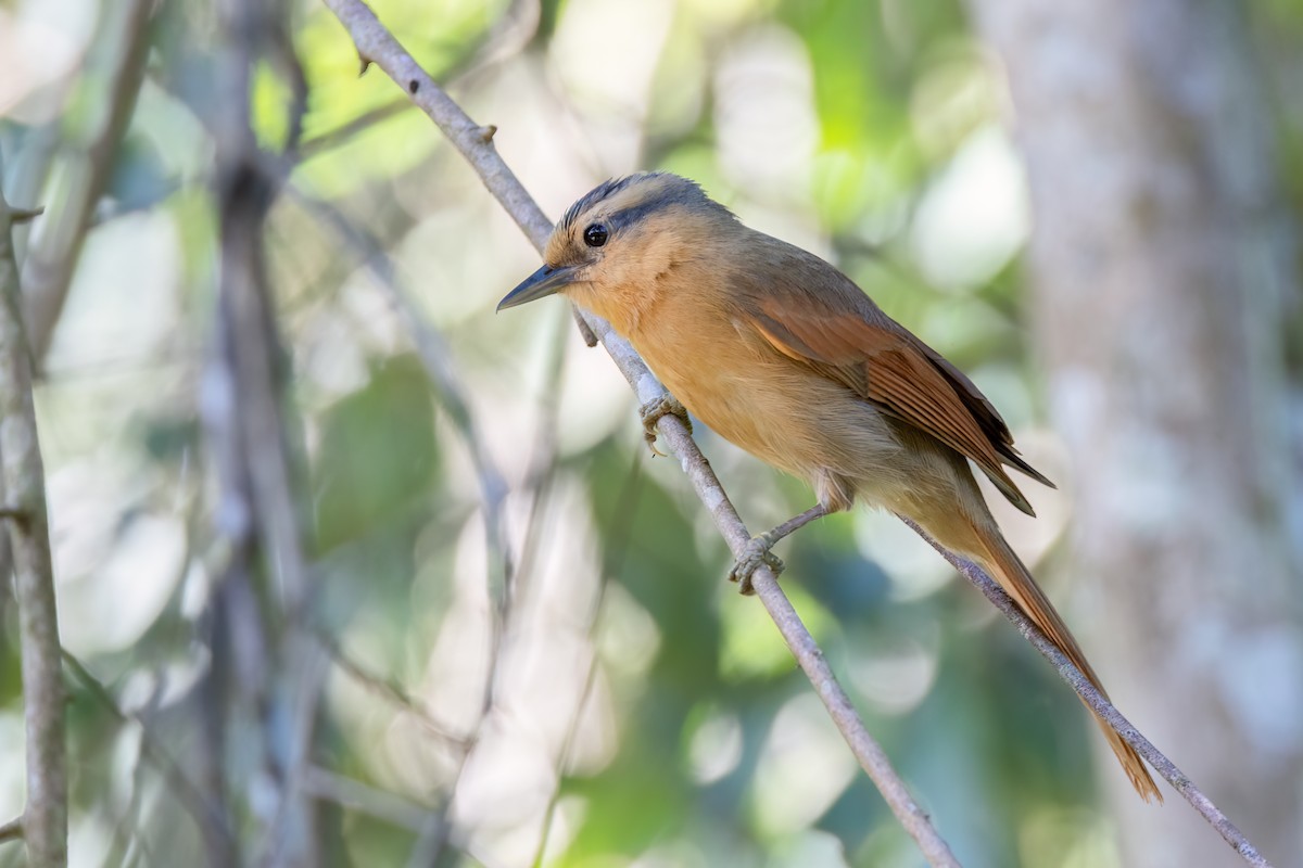 Buff-fronted Foliage-gleaner - ML642742243
