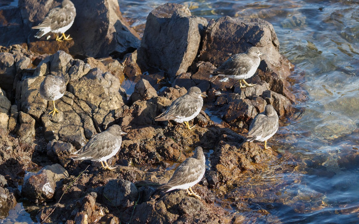 Surfbird - ML642742244