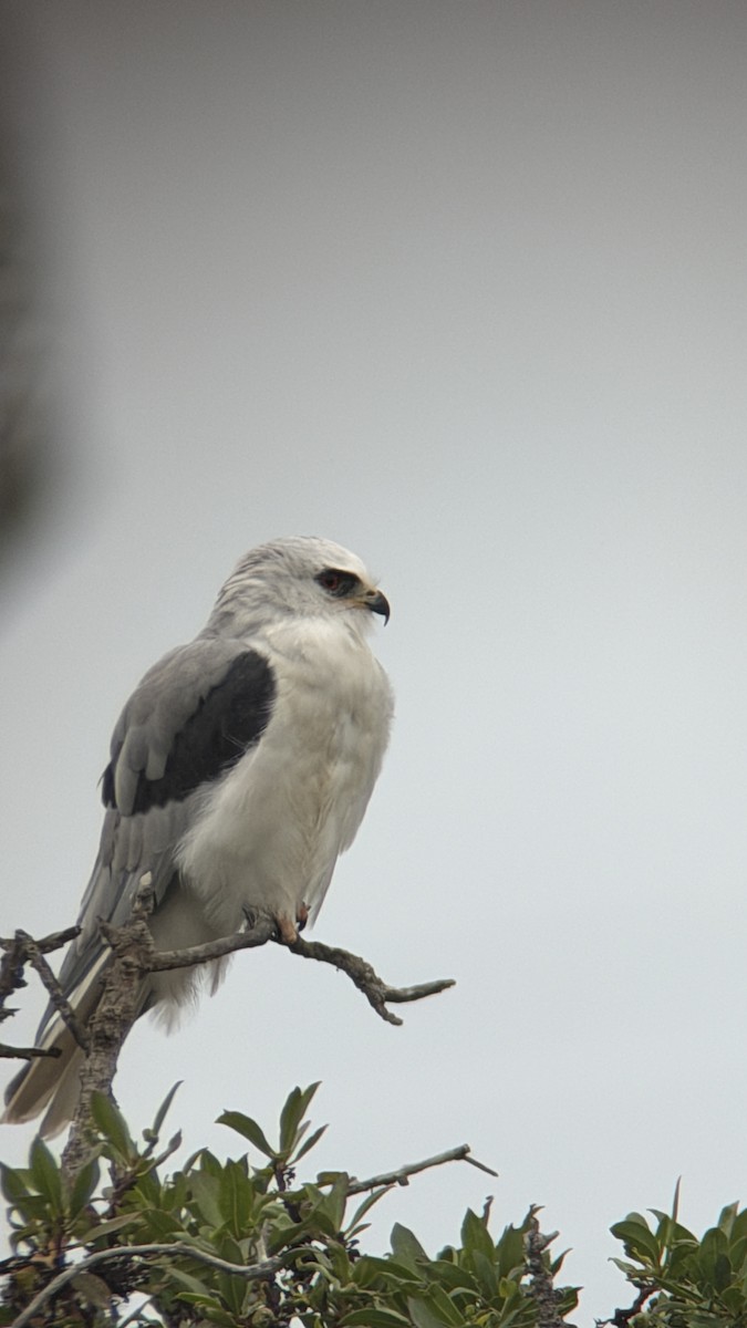 White-tailed Kite - ML642742245