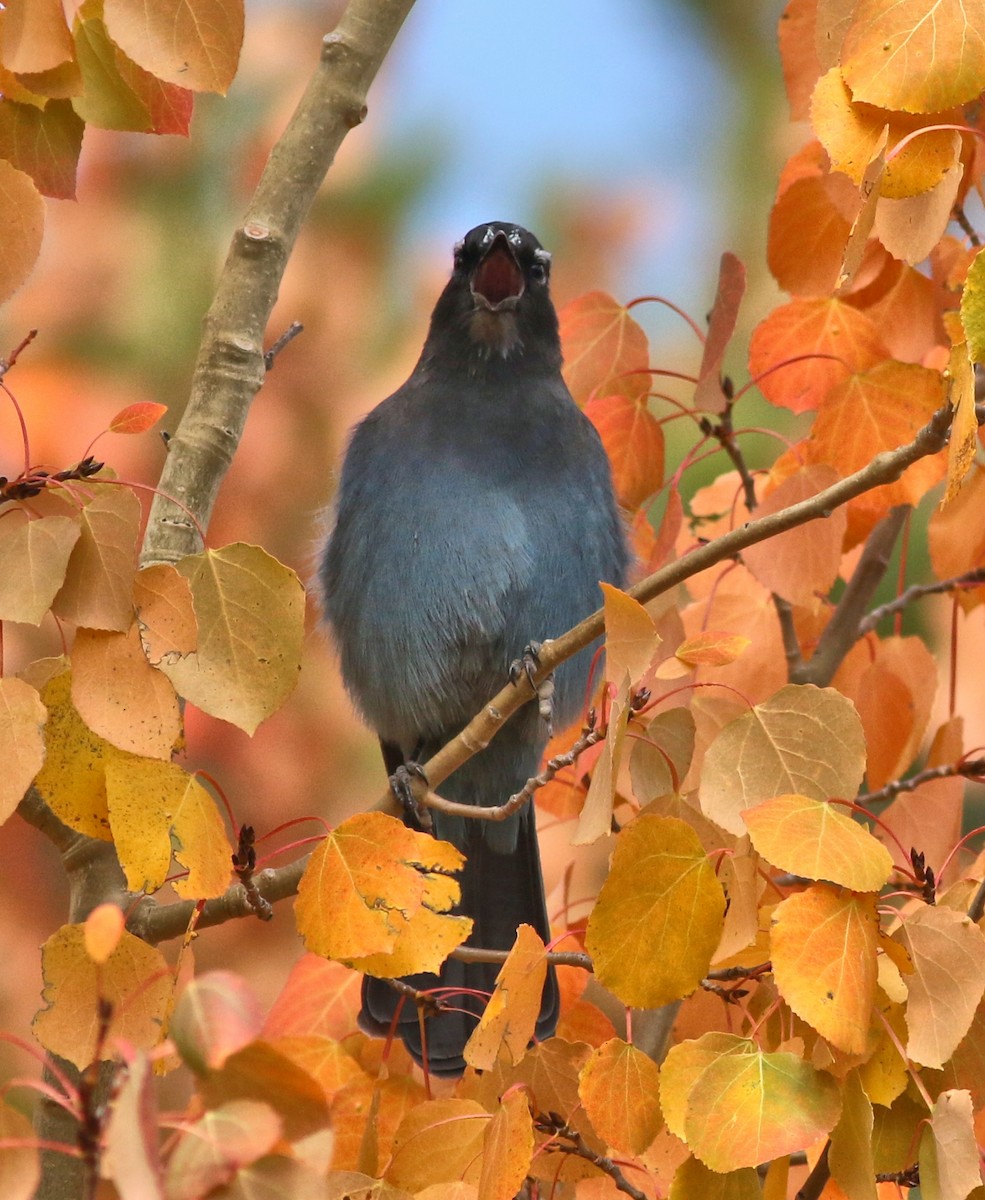 Steller's Jay - ML642742251