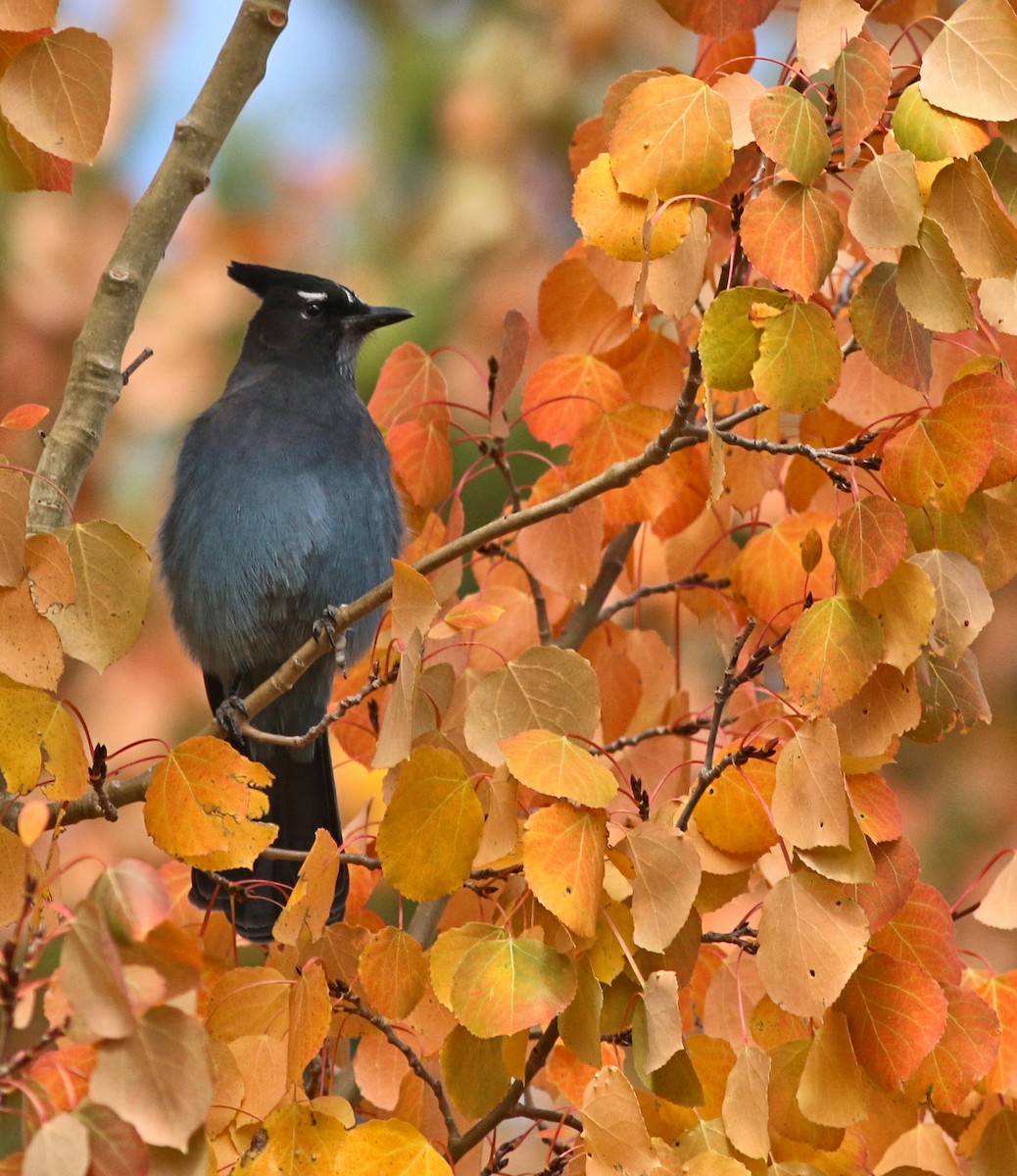 Steller's Jay - ML642742252