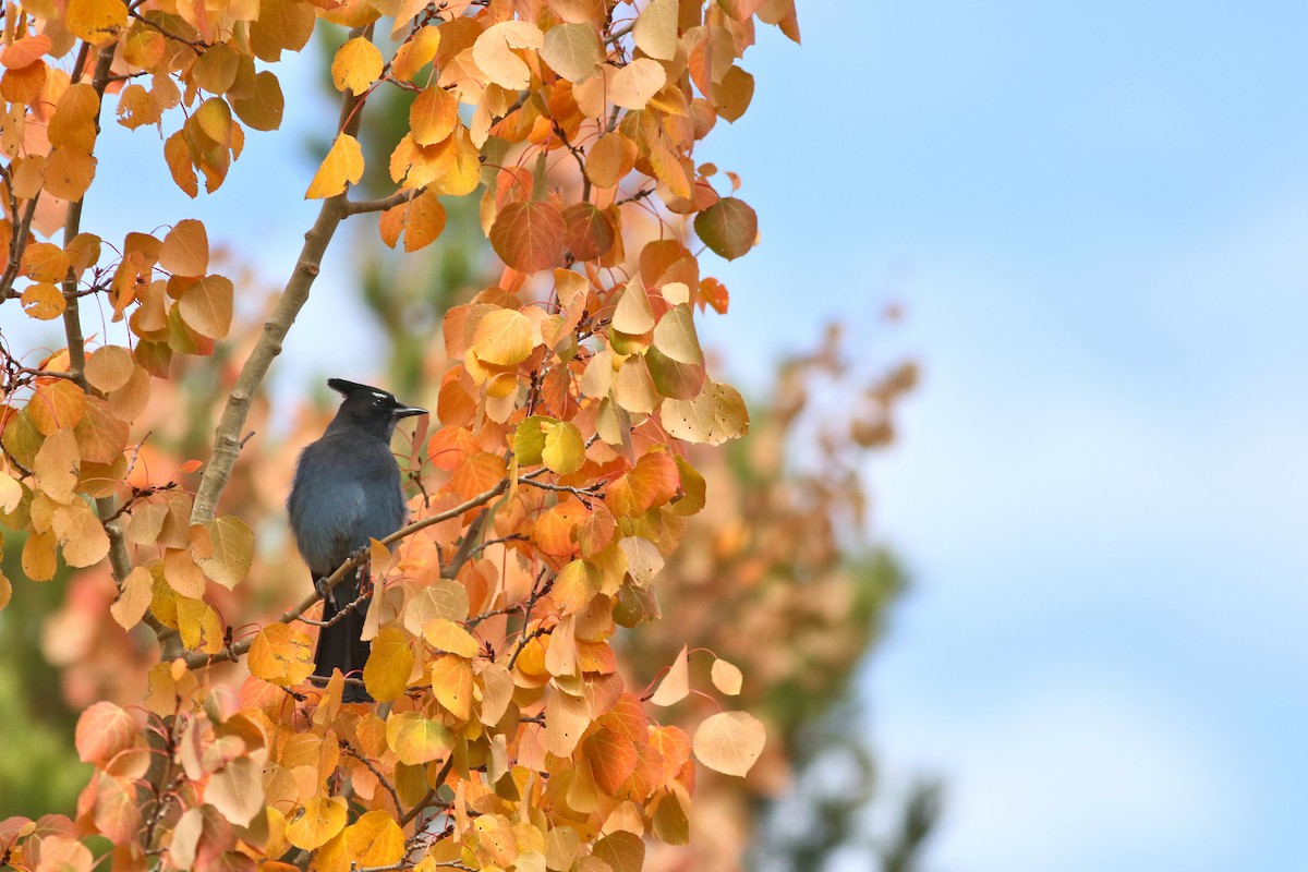 Steller's Jay - ML642742255