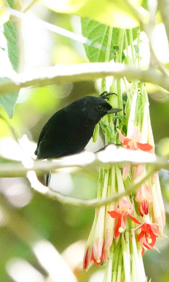 Black Flowerpiercer - ML642742256