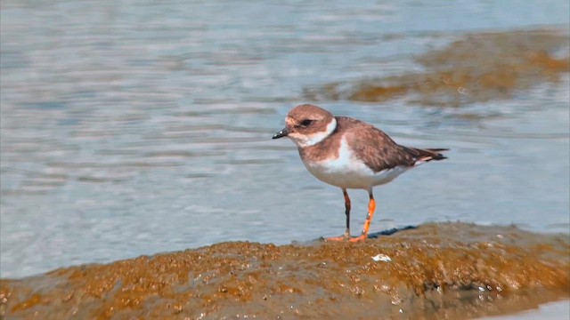 Common Ringed Plover - ML642742283