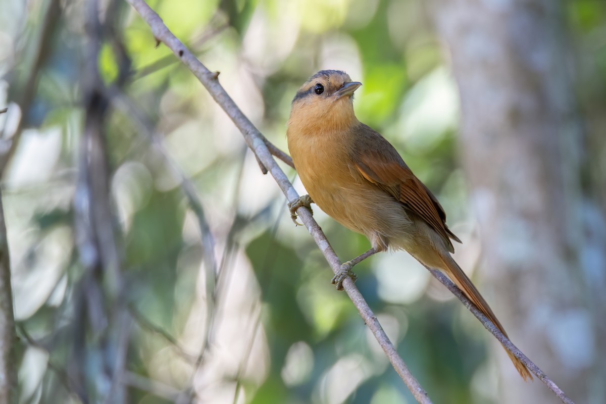 Buff-fronted Foliage-gleaner - ML642742313