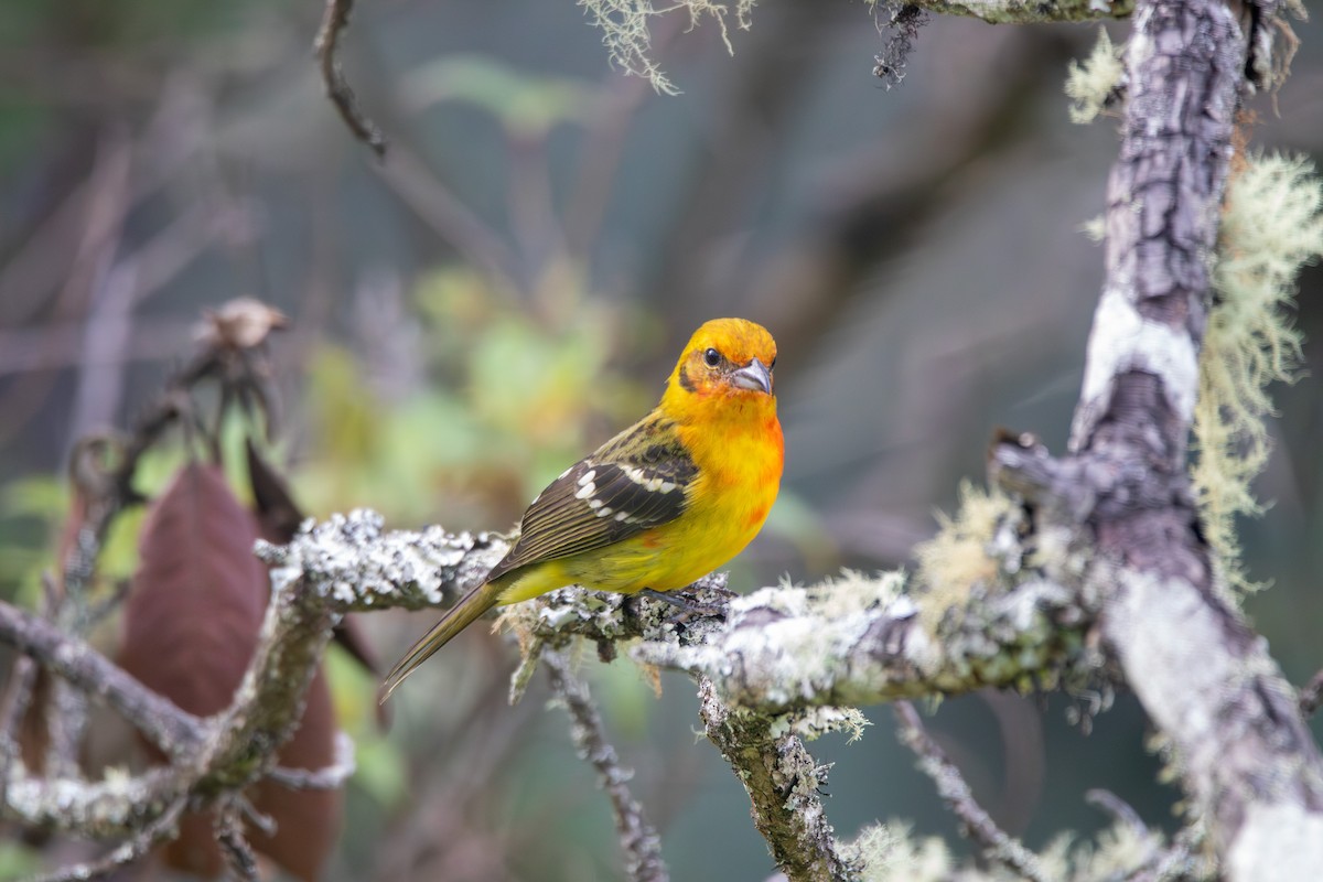 Flame-colored Tanager - ML642742366