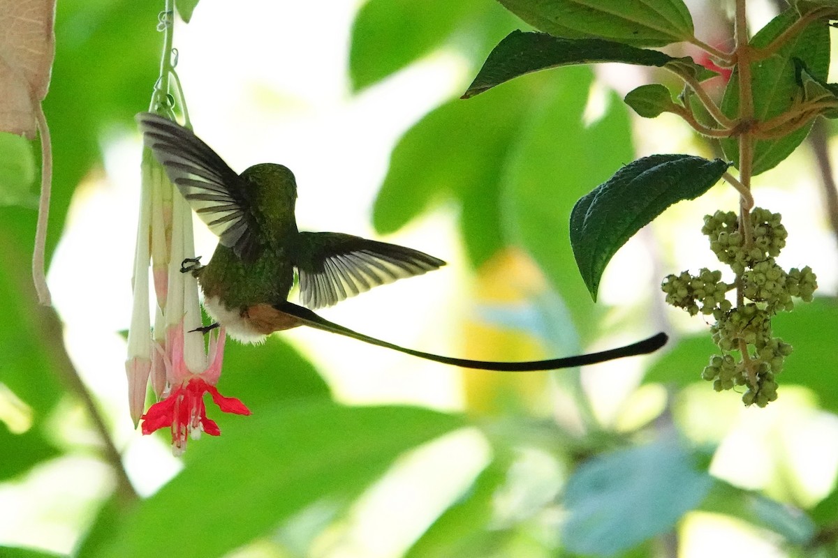 Black-tailed Trainbearer - ML642742372