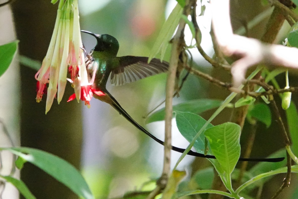 Black-tailed Trainbearer - ML642742373