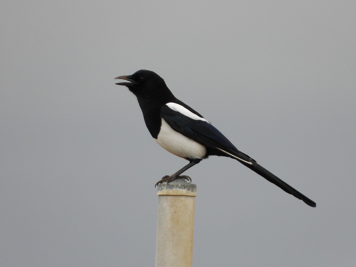 Oriental Magpie - ML642742374