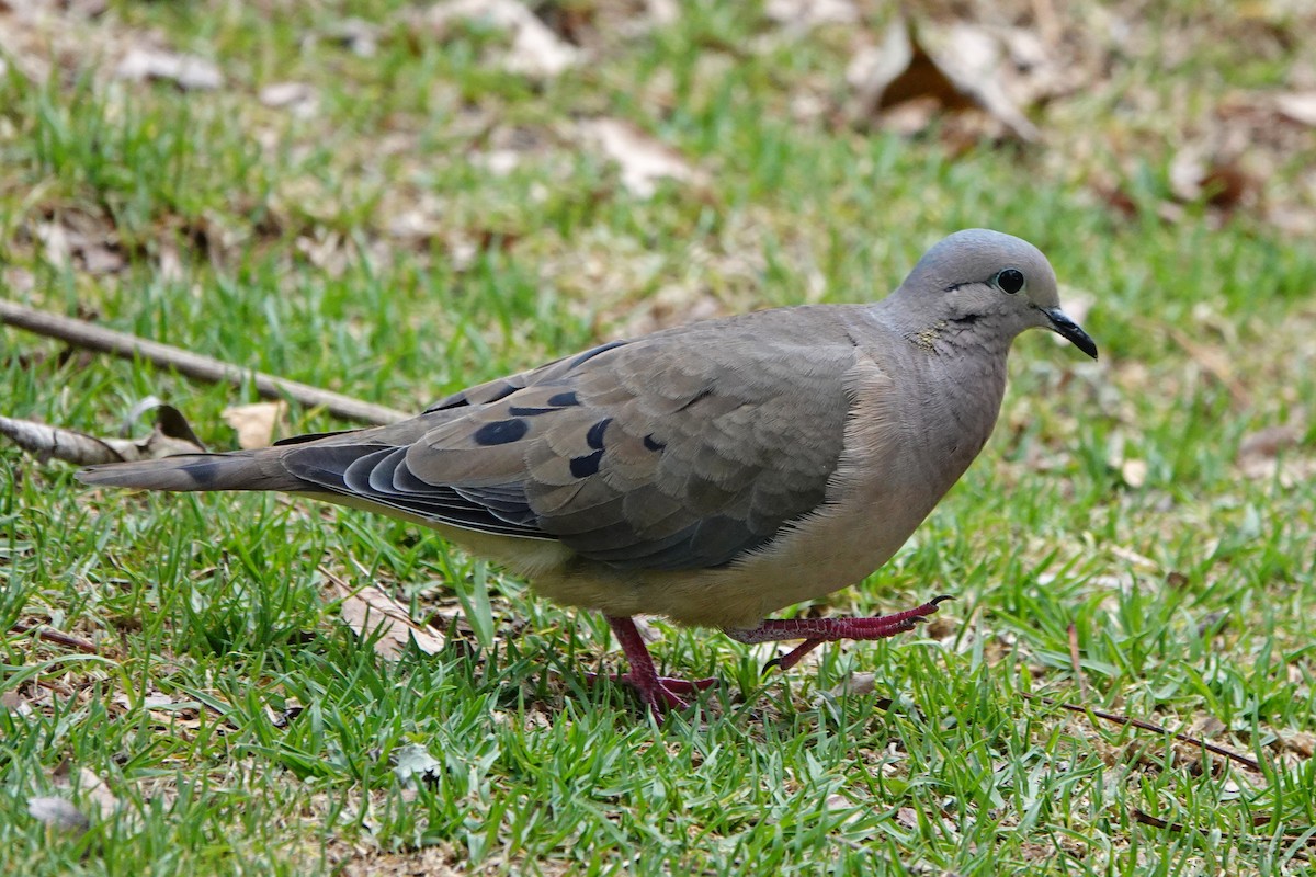 Eared Dove - ML642742375
