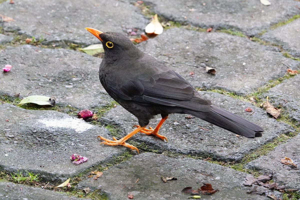 Great Thrush - ML642742386