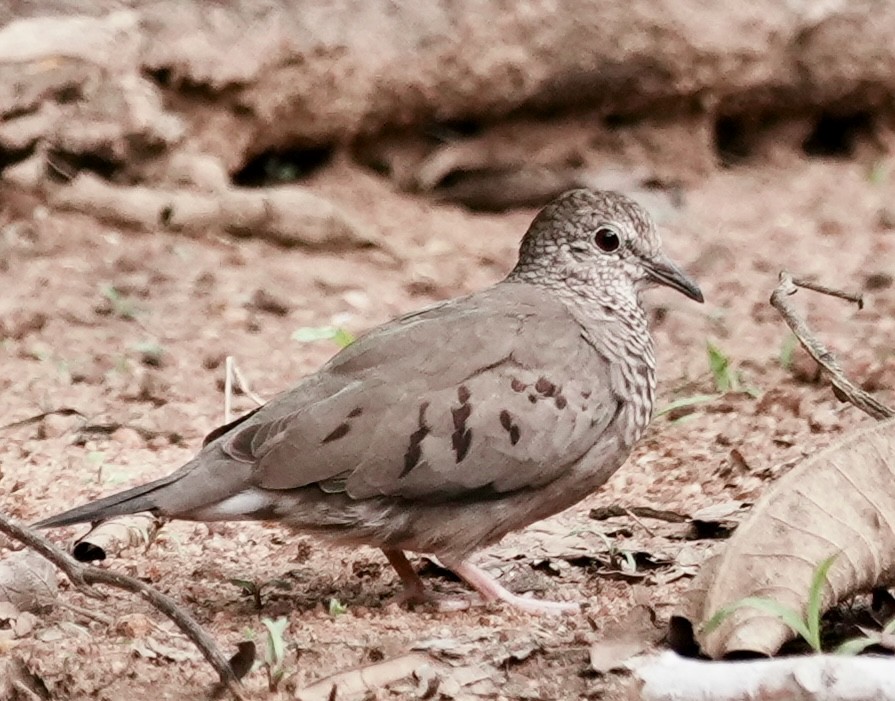 Common Ground Dove - ML642742394
