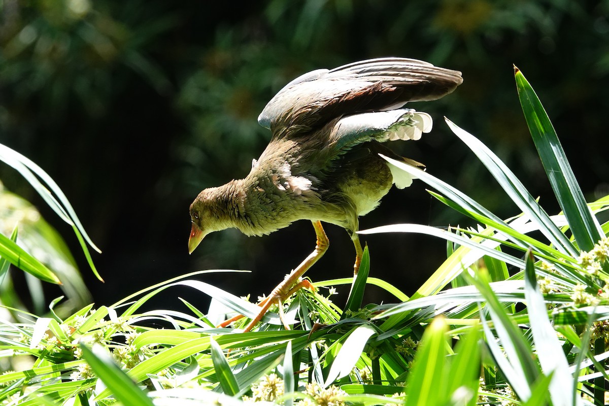 Purple Gallinule - ML642742401