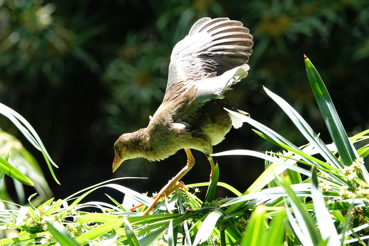 Purple Gallinule - ML642742402
